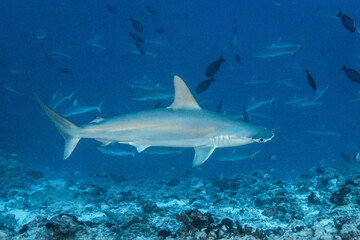 Hammerhead shark, French Polynesia