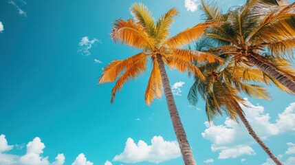 Vibrant Tropical Paradise with Tall Palm Trees Against a Bright Blue Sky and Fluffy White Clouds