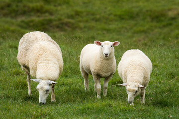 mother sheep and her lambs in lush green grassy field