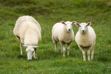 Obraz premium mother sheep and her lambs in lush green grassy field