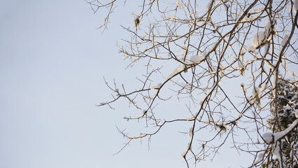 Snowy Bare Branches Against Blue Sky