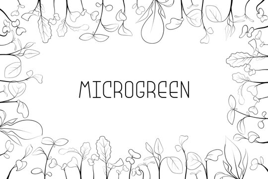 Microgreen leaves and sprouts border in rectangular frame in sketch style with text in center. Vector line art botanical frame illustration on white background. Healthy eating and nutrition concept. 