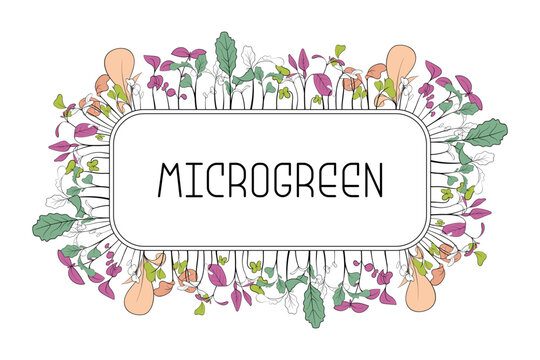 Microgreen leaves and sprouts in rectangular frame with text in center. Botanical illustration in line art style.