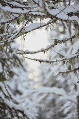 Snowy Forest Branches with Hanging Lichen