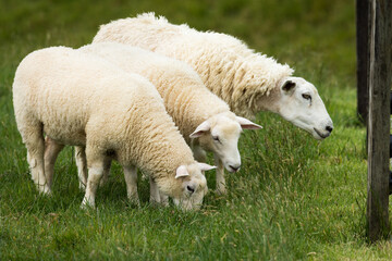mother sheep and her lambs in lush green grassy field
