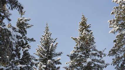 Snow-covered trees against a clear blue sky in winter season