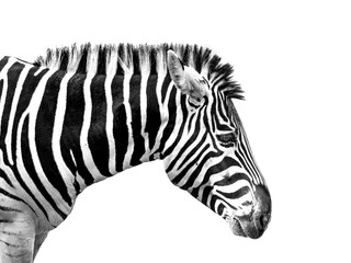 zebra isolated on white