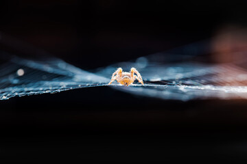 spider in the web