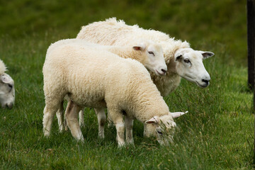mother sheep and her lambs in lush green grassy field