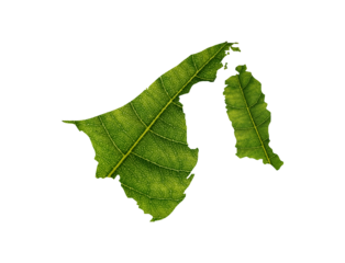 Brunei map made of green leaves on soil background ecology concept
