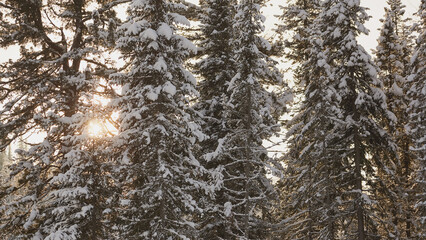 Fototapeta premium Snow-covered pine trees in a winter forest with sunlight peeking through