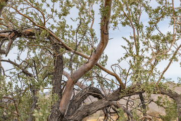 Colorado Desert section of the Sonoran Desert. Joshua Tree National Park, California. Olneya tesota is a perennial flowering tree of the family Fabaceae, legumes (peas, beans, etc.), ironwood, 