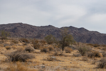 Fototapeta premium Cottonwood Mountains . Colorado Desert section of the Sonoran Desert. Joshua Tree National Park, California.