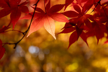赤く紅葉したもみじ