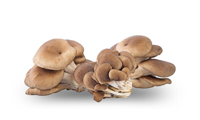 fresh oyster mushroom on white background,isolated