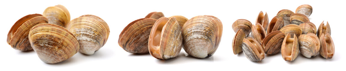 clams isolated on white background