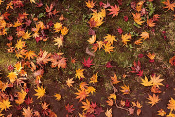 紅葉した落ち葉