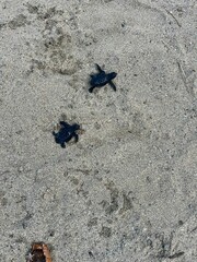 tortugas de mar recién nacidas