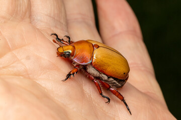 Australian Christmas beetle being held in hand