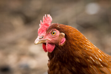 close up of free range chicken foraging