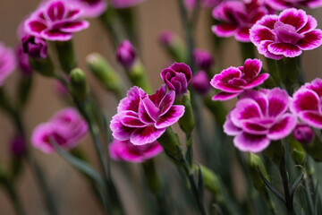 Close up image of the beautiful pink and red bi-colour flowers of compact perennial plant, Dianthus 'Pink Kisses'. With copy space.