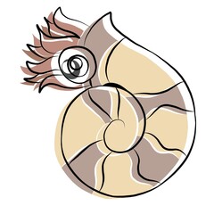 Sea shells, sea shells picture , animal, beautiful images used in general work.