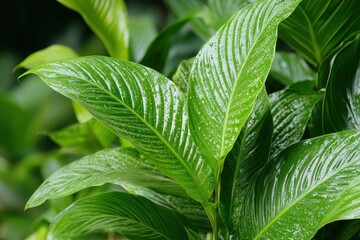 Close-up of vibrant green leaves with a glossy texture, showcasing natural beauty.