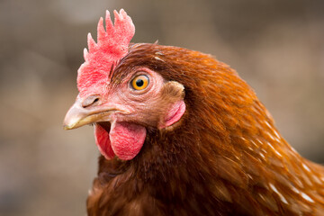 close up of free range chicken foraging