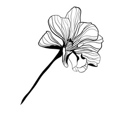 Obraz premium botanical illustration of twigs and flowers line art