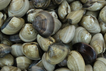 Fresh clams for seafood background
