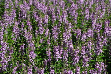 field of lavender