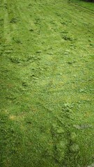 Cut grass in the field