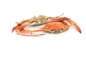 Steamed Blue Crabs on the white background