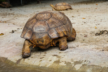 Big Turtles at the Zoo