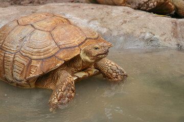 Giant Yellow-Footed Tortoise walking free on land. Big Turtles at the Zoo