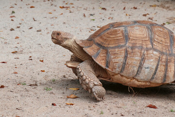turtle on the ground