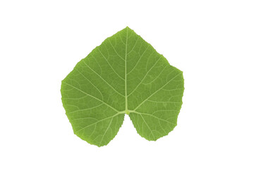 The Green leaves on the white background