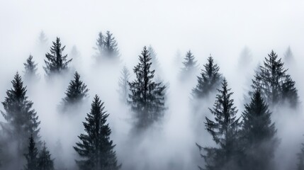 Misty Mountain Forest Pines Enveloped In Fog