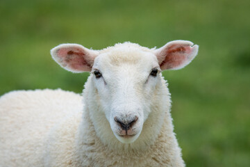 lamb in lush green grassy field