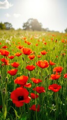 Fototapeta premium Vibrant summer meadow filled with bright red poppies under the sun, red poppies, vibrant