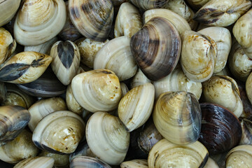 Fresh clams for seafood background