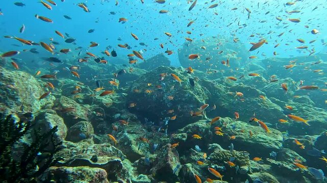 Scenic underwater view of shoals of colourful Anthias tropical fish swimming in Andaman Sea on tropical island of Pulau Weh in Aceh Indonesia