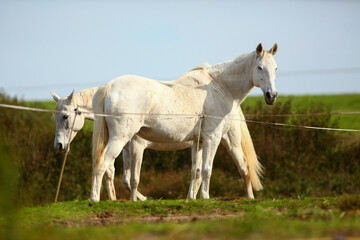 Fototapeta premium Close-up of a beautiful purebred horse outdoors grazing grass