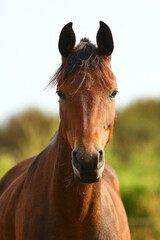 Fototapeta premium Close-up of a beautiful purebred horse outdoors grazing grass