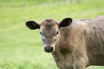 Young Calf in green grassy field 