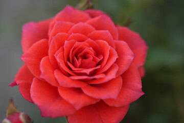 red rose in garden