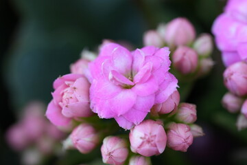 close up of pink hydrangea flower