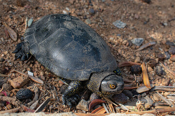 wild turtle