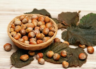Nuts of Turkish hazel or Turkish filbert, lat.Corylus colurna in a basket. These edible nuts are ideal rootstock on which to graft the nut-bearing common hazel cultivars.