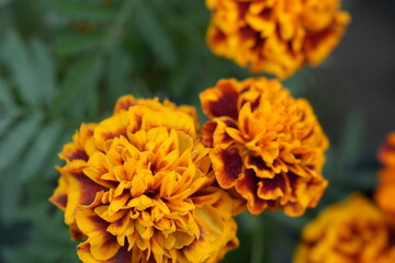 close up of yellow flower